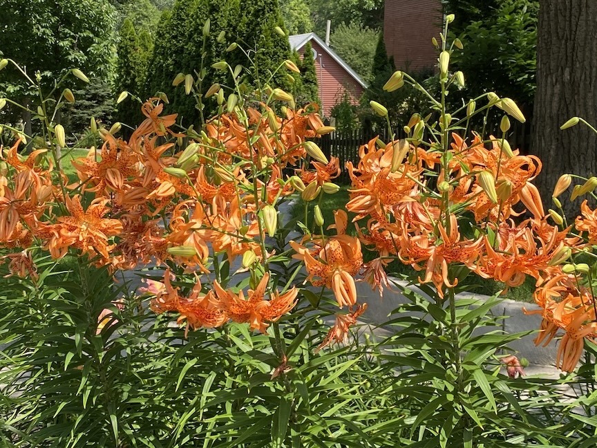 Gallery Image 28