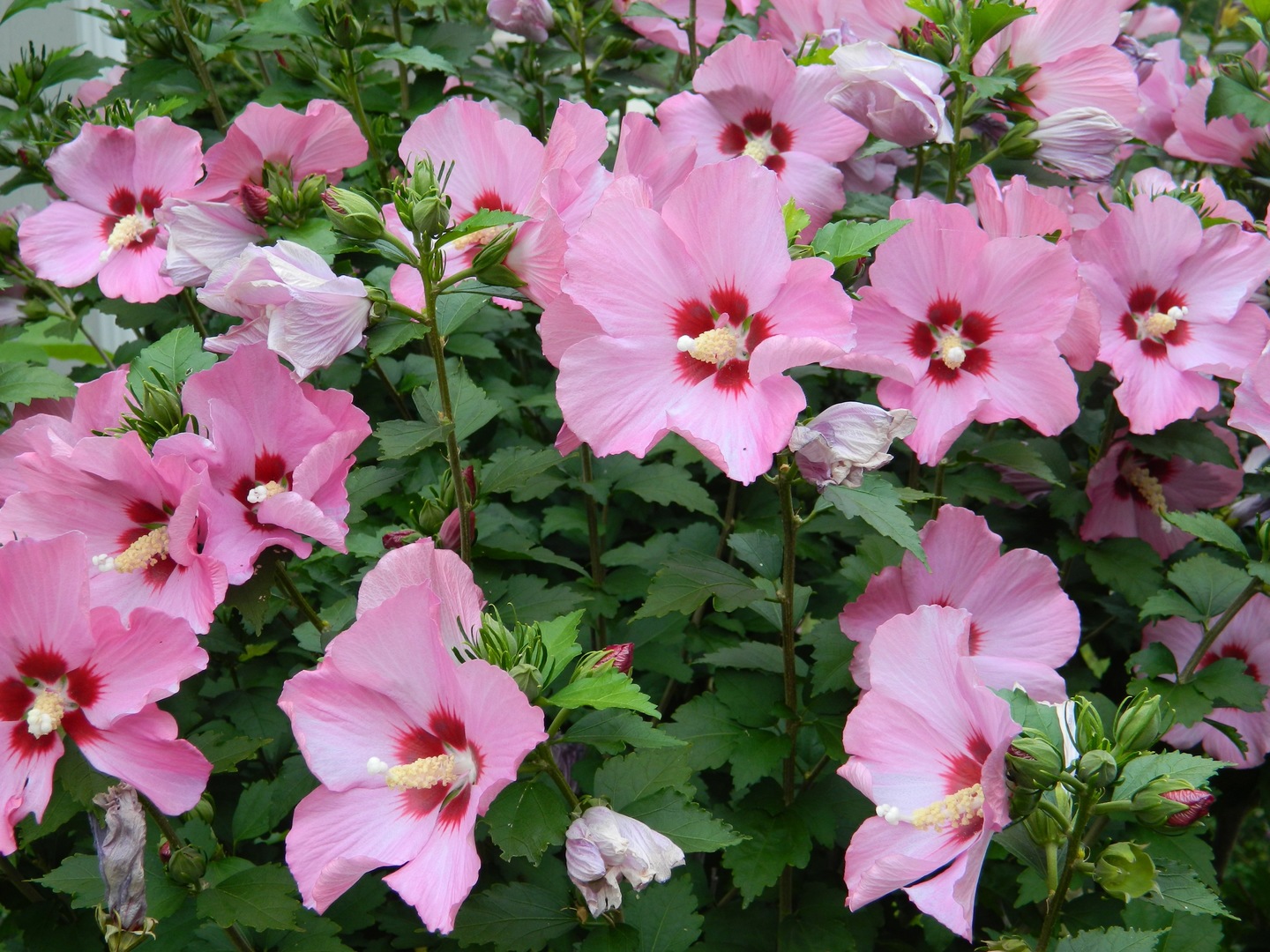 Gallery Image 24